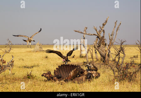 Hooded Vulture (Necrosyrtes monachus) avec tête rose et vautours à dos blanc (Gyps africanus), à la carcasse d'une Cape Banque D'Images