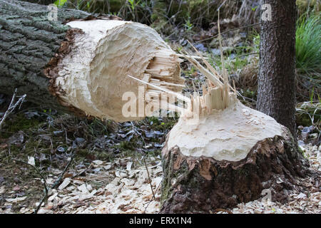 Arbre abattu par un castor (Castor sp.), la Mazurie, Pologne Banque D'Images