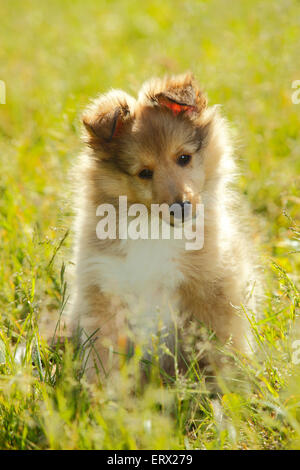 Chiot, sheltie, sable blanc, 9 semaines|Sheltie, Welpe, sable blanc, 9 Wochen Banque D'Images