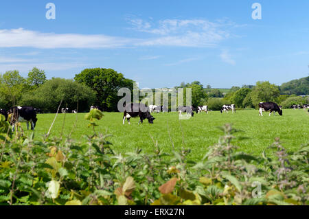 Troupeau de vaches Holstein, Bridgend, Vale of Glamorgan, Pays de Galles, Royaume-Uni. Banque D'Images