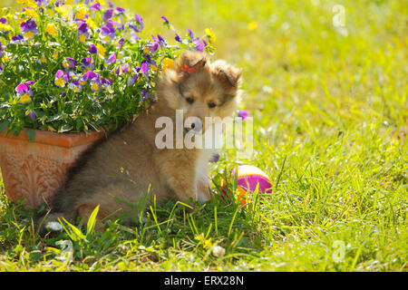 Chiot, sheltie, sable blanc, 9 semaines|Sheltie, Welpe, sable blanc, 9 Wochen Banque D'Images