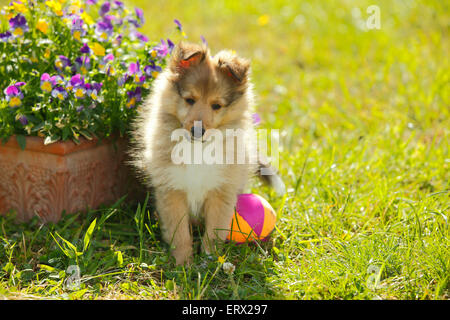 Chiot, sheltie, sable blanc, 9 semaines|Sheltie, Welpe, sable blanc, 9 Wochen Banque D'Images