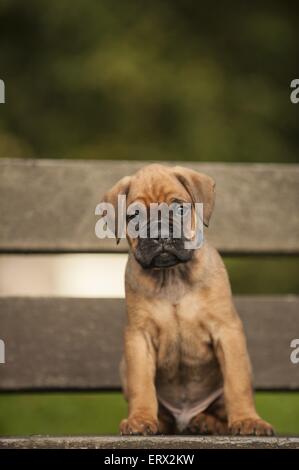 Chiot Boxer allemand Banque D'Images