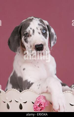 Chiots Dogue Allemand Banque D'Images