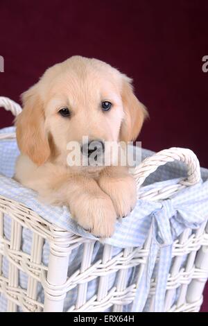 Chiot Golden Retriever Banque D'Images