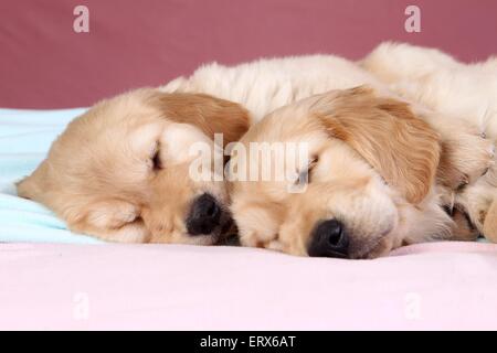 Chiots Golden Retriever Banque D'Images