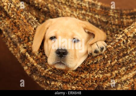 Labrador Retriever chiot Banque D'Images