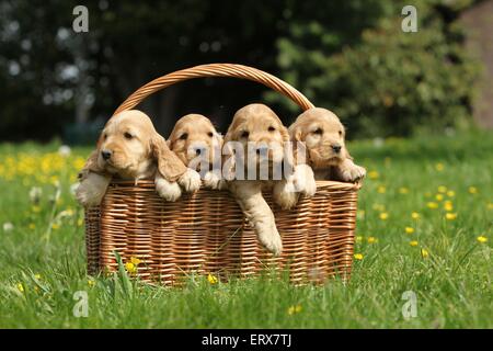 Chiots Cocker Anglais Banque D'Images