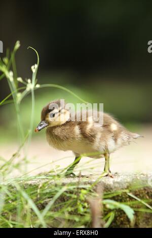 Jeune Canard Mandarin Banque D'Images