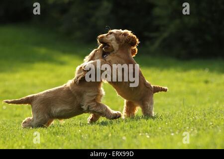 Jeune Cocker Spaniels Banque D'Images