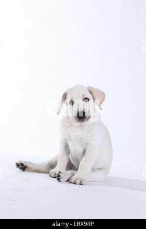 Labrador Retriever chiot Banque D'Images