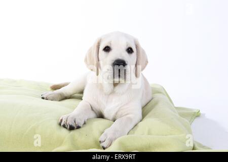 Labrador Retriever chiot Banque D'Images