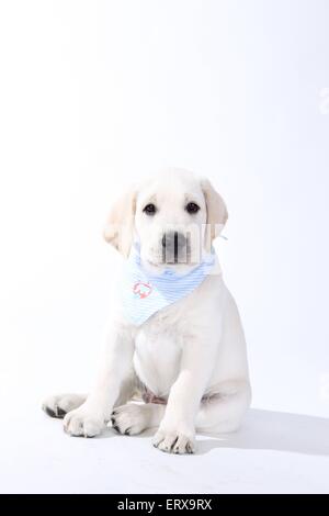 Labrador Retriever chiot Banque D'Images