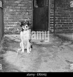 Scruffy, lauréat du chien de l'année, dans sa cage à la Manchester & District Accueil pour les chiens perdus. Scruffy est arrivé un mardi et devait mourir une semaine plus tard si personne ne voulait de lui. Scruffy a été adopté par quatre ans Derrick Davies et sa famille. 25 Septembre 1956 Banque D'Images