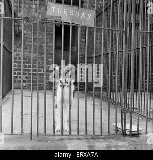 Scruffy, lauréat du chien de l'année, dans sa cage à la Manchester & District Accueil pour les chiens perdus. Scruffy est arrivé un mardi et devait mourir une semaine plus tard si personne ne voulait de lui. Scruffy a été adopté par quatre ans Derrick Davies et sa famille. 25 Septembre 1956 Banque D'Images