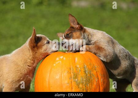 Australian Cattle Dog Puppies Banque D'Images