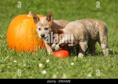 Australian Cattle Dog Puppies Banque D'Images