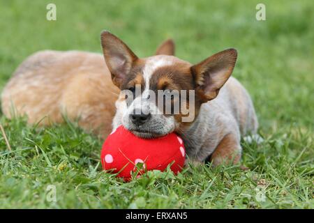 Australian Cattle Dog Puppies Banque D'Images