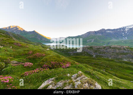 Paysage alpin de haute altitude à l'aube avec des rhododendrons en fleurs en premier plan et grand lac dans l'arrière-plan. Banque D'Images