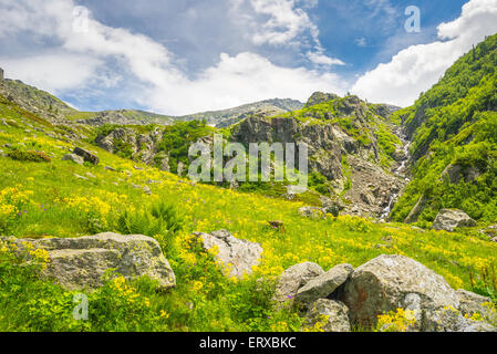 Floraison jaune et vert prairie et ruisseau raide sur un sol rocailleux. Le printemps et l'été dans les Alpes italiennes, avec des nuages blancs. Banque D'Images