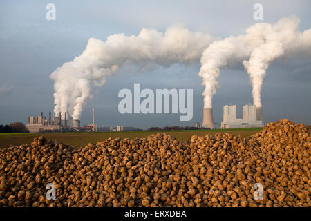 Betteraves à sucre en face de l'des centrales au lignite Neurath Grevenbroich, dans l'Allemagne. Banque D'Images