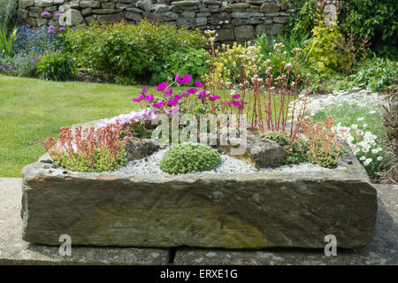 Alpines plantés dans un jardin de pierres évier Banque D'Images