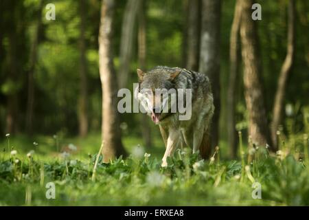 Greywolf Banque D'Images