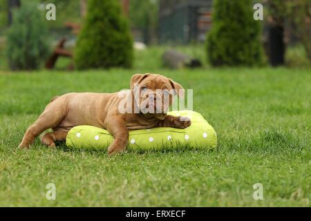 Olde English Bulldog Puppy Banque D'Images