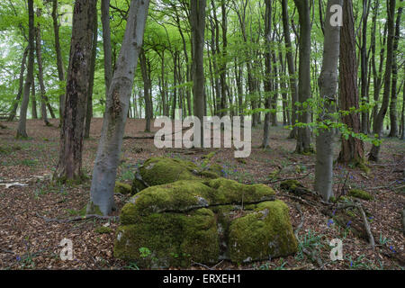 Scène de Woodland Banque D'Images