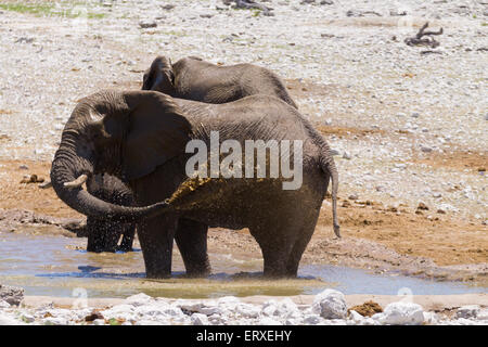 Elephant jouer avec l'eau du Parc National d'Etosha, Namibie Banque D'Images