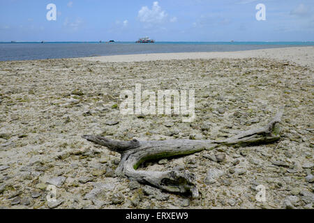 À Lady Musgrave Island Banque D'Images