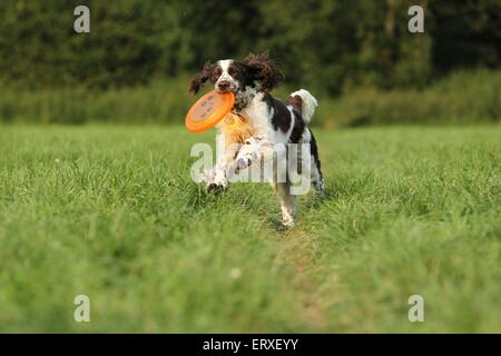 Jouer English Springer Spaniel Banque D'Images