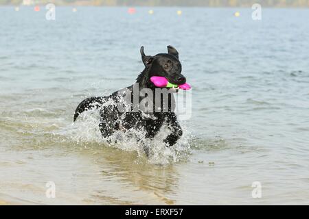 Jouer Labrador Retriever Banque D'Images