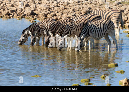 Les zèbres boire au point d'Okaukuejo Etosha National Park, Namibie Banque D'Images