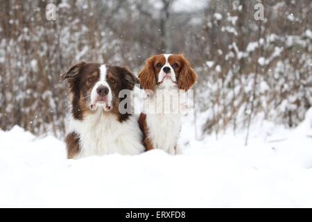 2 chiens Banque D'Images