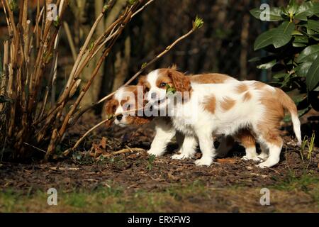 Cavalier King Charles Spaniel Puppies Banque D'Images