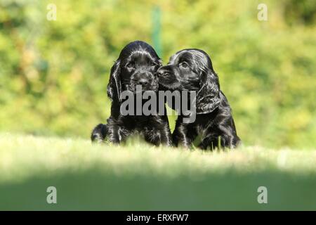 Chiots Cocker Anglais Banque D'Images