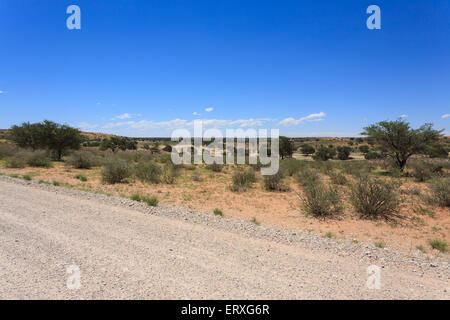 Panorama depuis le parc Kgalagadi National Park, Afrique du Sud Banque D'Images