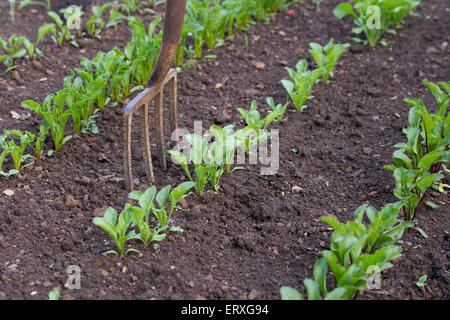 Les jeunes plants de betterave en rangs avec une fourche plantée dans un jardin potager Banque D'Images