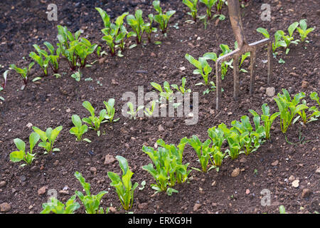 Les jeunes plants de betterave en rangs avec une fourche plantée dans un jardin potager Banque D'Images