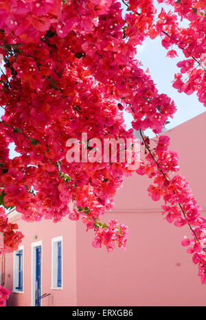 Rose Bougainvillea fleurit devant un bâtiment rose pastel sur l'île de Kefalonia, Grèce Banque D'Images