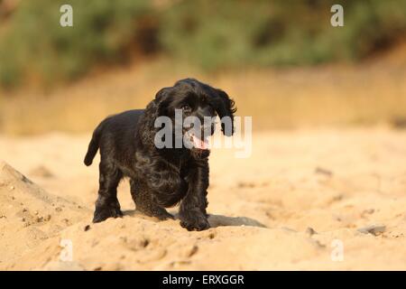 Cocker Anglais chiot Banque D'Images