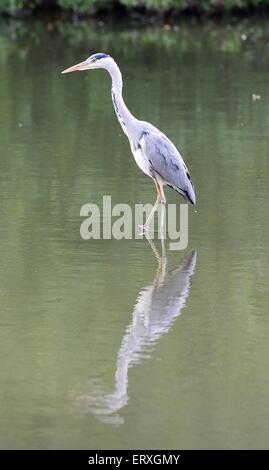 Les jeunes à la pêche Heron Woods Lake Lawn Swindon Wiltshire Banque D'Images