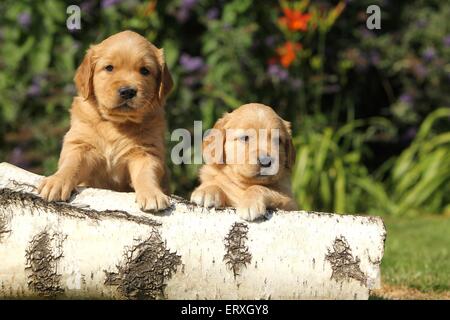 Chiots Golden Retriever Banque D'Images