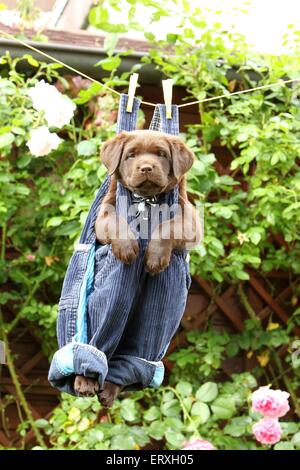 Labrador Retriever chiot Banque D'Images