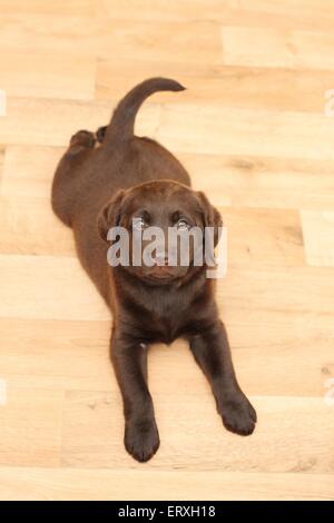 Labrador Retriever chiot Banque D'Images