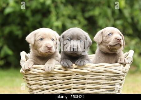 Labrador Retriever Puppies Banque D'Images