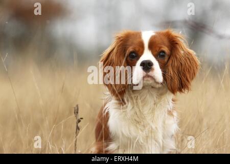 Cavalier King Charles Spaniel Portrait Banque D'Images