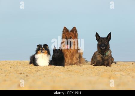 4 chiens Banque D'Images