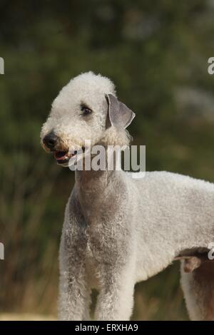 Bedlington Terrier Portrait Banque D'Images